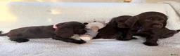 Cocker Spaniel dogs for sale: Show type cocker spaniels in Ipswich - Advert 2