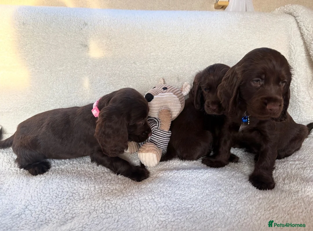 Cocker Spaniel dogs for sale: Show type cocker spaniels in Ipswich - Advert 2