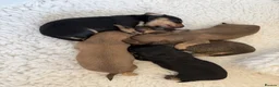 Miniature Dachshund dogs for sale: Stunning long hair  KC,PRA & BVA eye clear parents - Advert 30