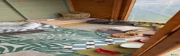 English Lop rabbits for sale: Bonded sisters for rehome in Launceston - Advert 2
