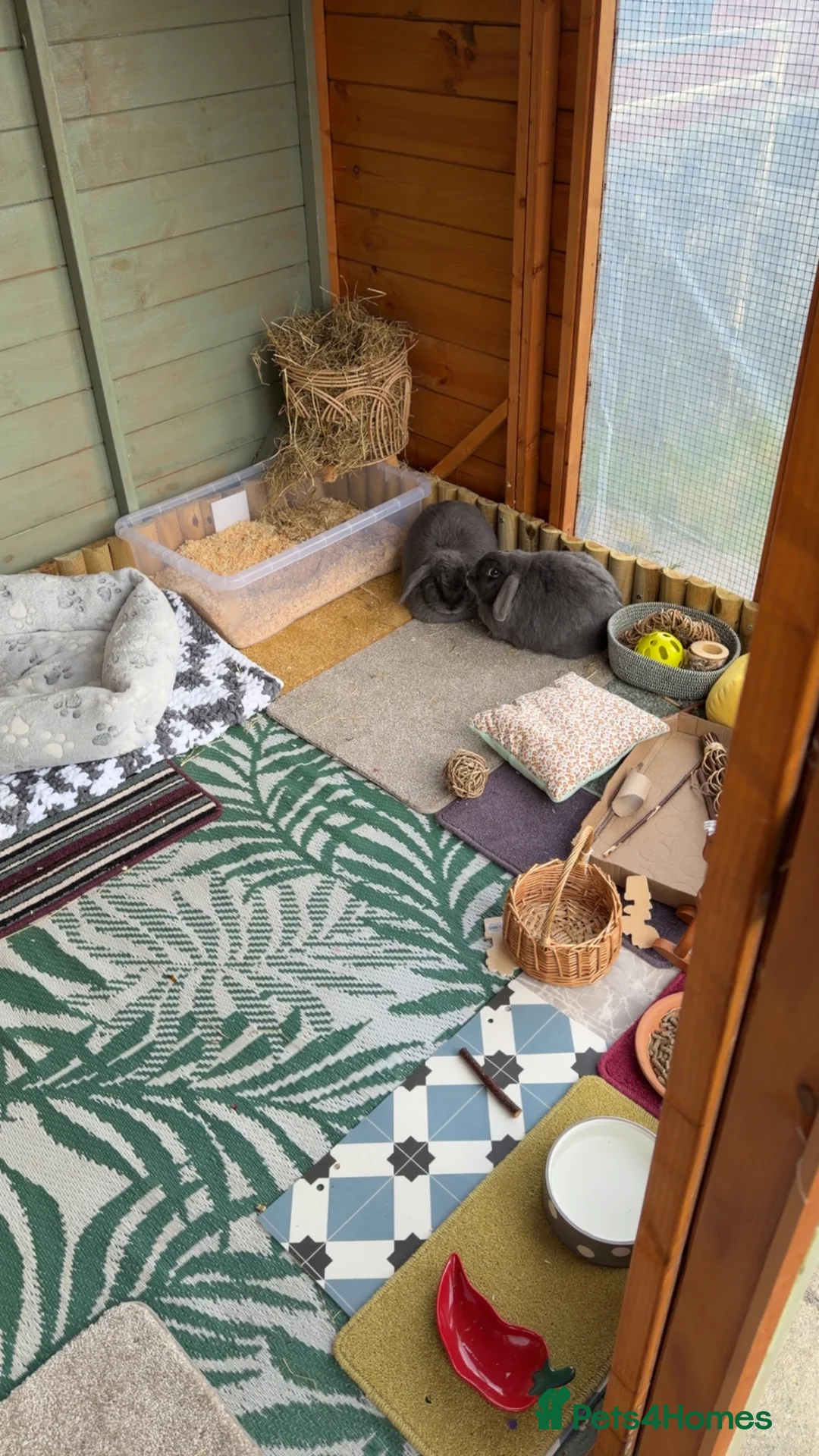 English Lop rabbits for sale: Bonded sisters for rehome in Launceston - Advert 2