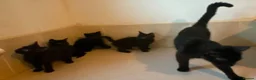 Domestic Shorthair cats for sale: Black Kittens For Sale  - Advert 6