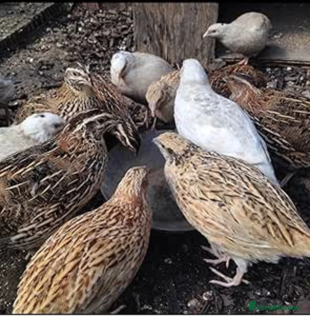 Quail poultry for sale: White Super Jumb Quail Eggs x 6 - Advert 2