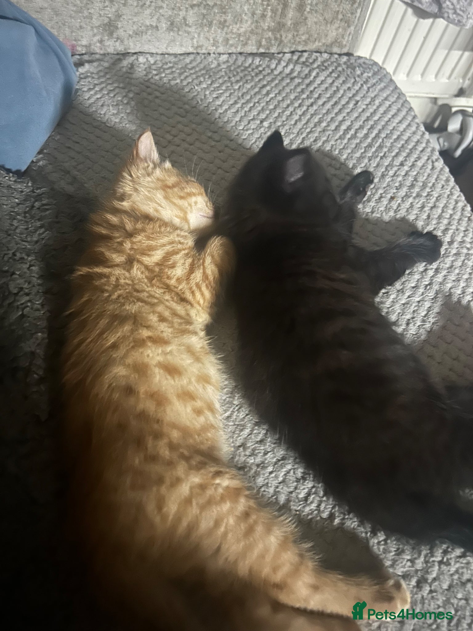 Mixed Breed cats Two beautiful male kittens ready to leave now! - Advert 18