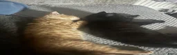 Mixed Breed cats for sale: Two beautiful male kittens ready to leave now! - Advert 1