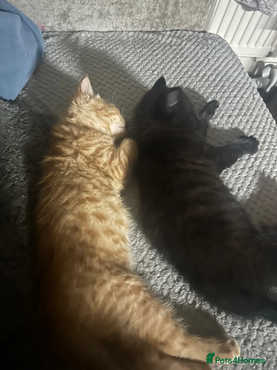 Mixed Breed cats for sale: Two beautiful male kittens ready to leave now! - Advert 1