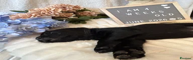 Labrador Retriever Puppy 5 - Reserved