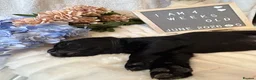 Labrador Retriever dogs for sale: Gorgeous Black Labrador Puppies  - Advert 22