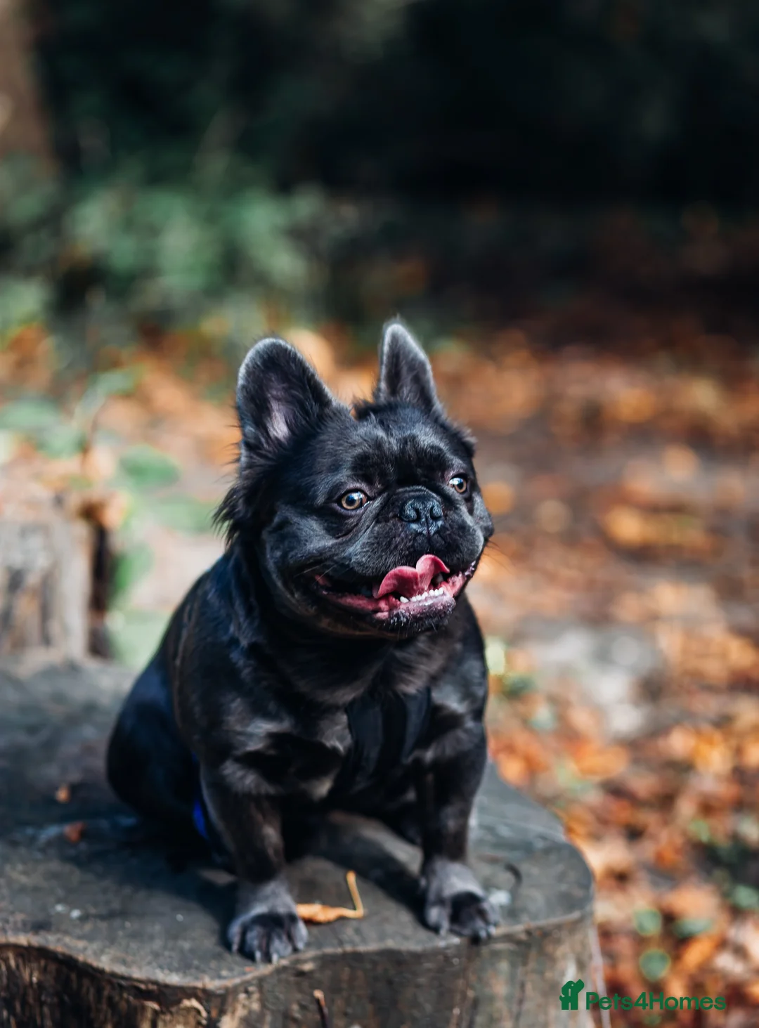 French Bulldog dogs for stud: 🔥🔥 PROVEN L1 & L4 BLUE VISUAL FLUFFY STUD 🔥🔥 in Feltham - Advert 14