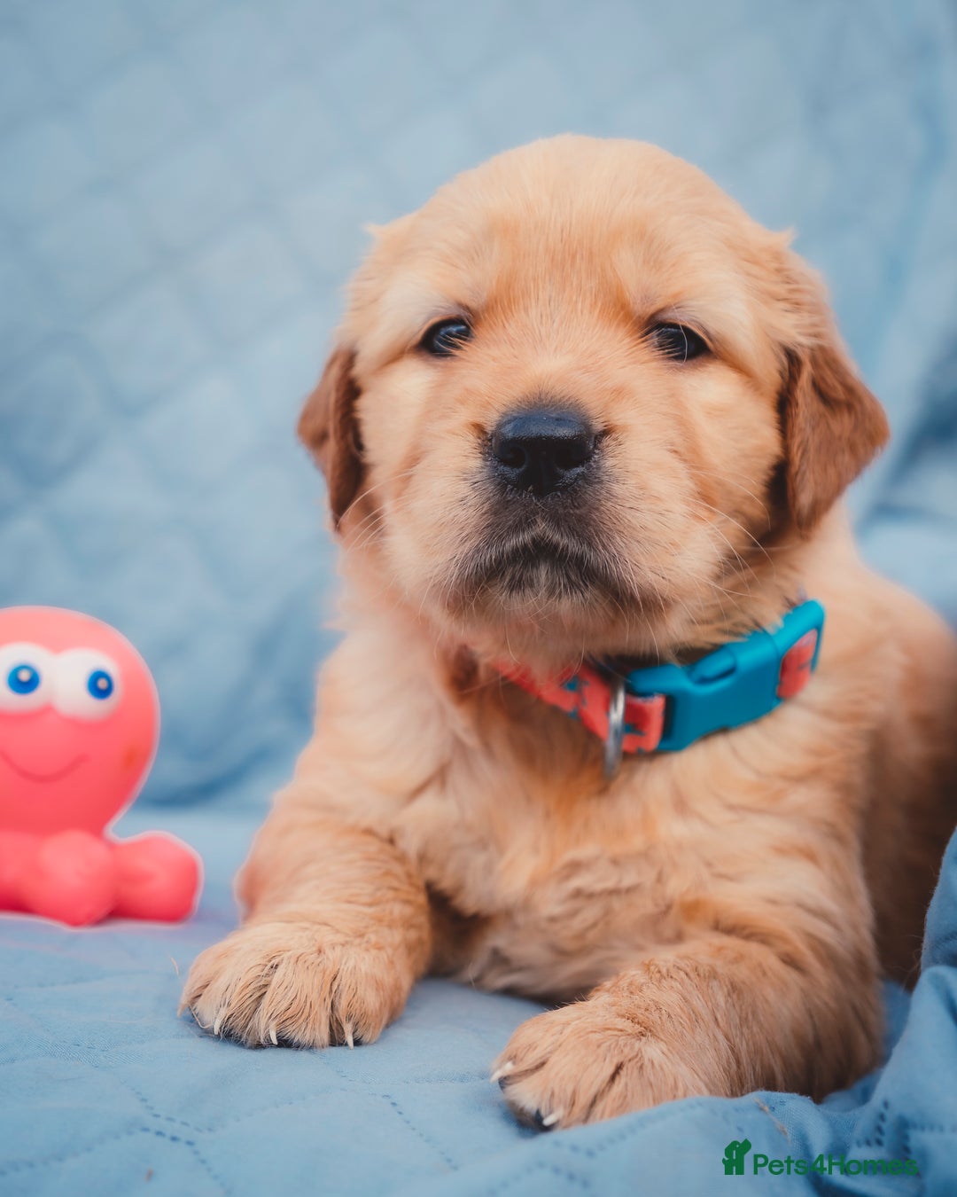 Golden Retriever dogs for sale: Golden Retriever Puppies KC Dad  - Image 17