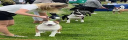 Bull Terrier dogs for stud: Stud English Bull Terrier  - Advert 18
