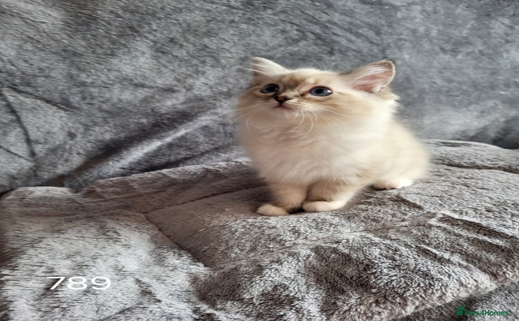 Ragdoll cats - Advert 9