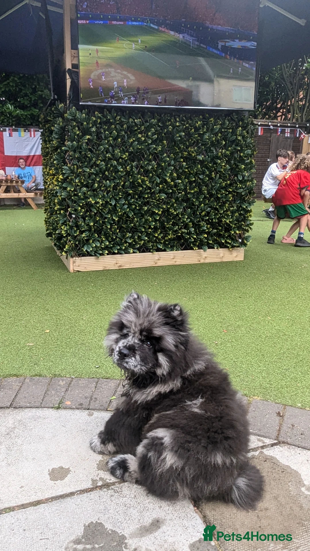 Chow Chow dogs for stud: Merle chow chow for Stud  - Advert 11