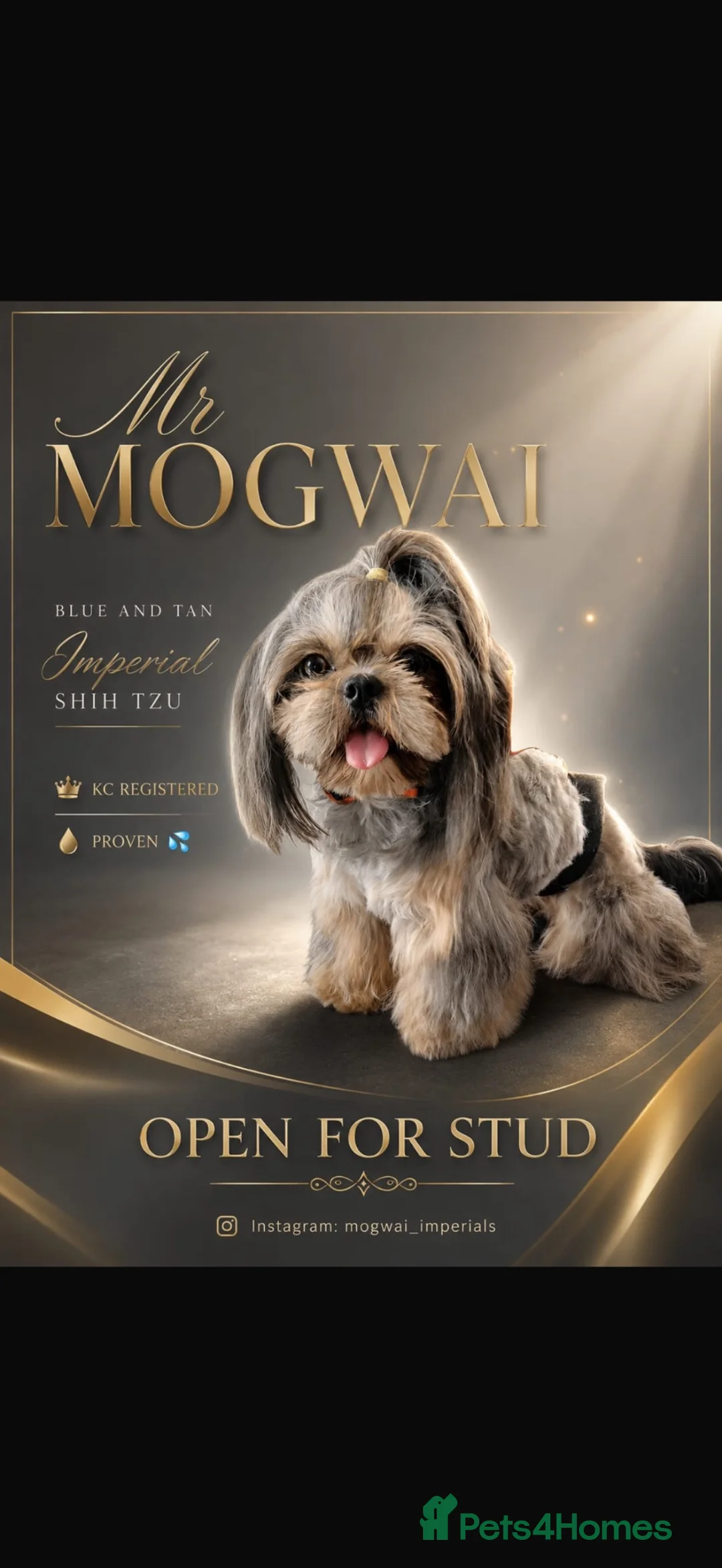 Shih Tzu dogs for sale: ‼️Tiny imperial babies super rare dna🧬 in Liverpool - Advert 10