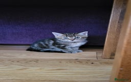 Mixed Breed cats for sale: Mixed breed, both female, ready to go now! - Image 3