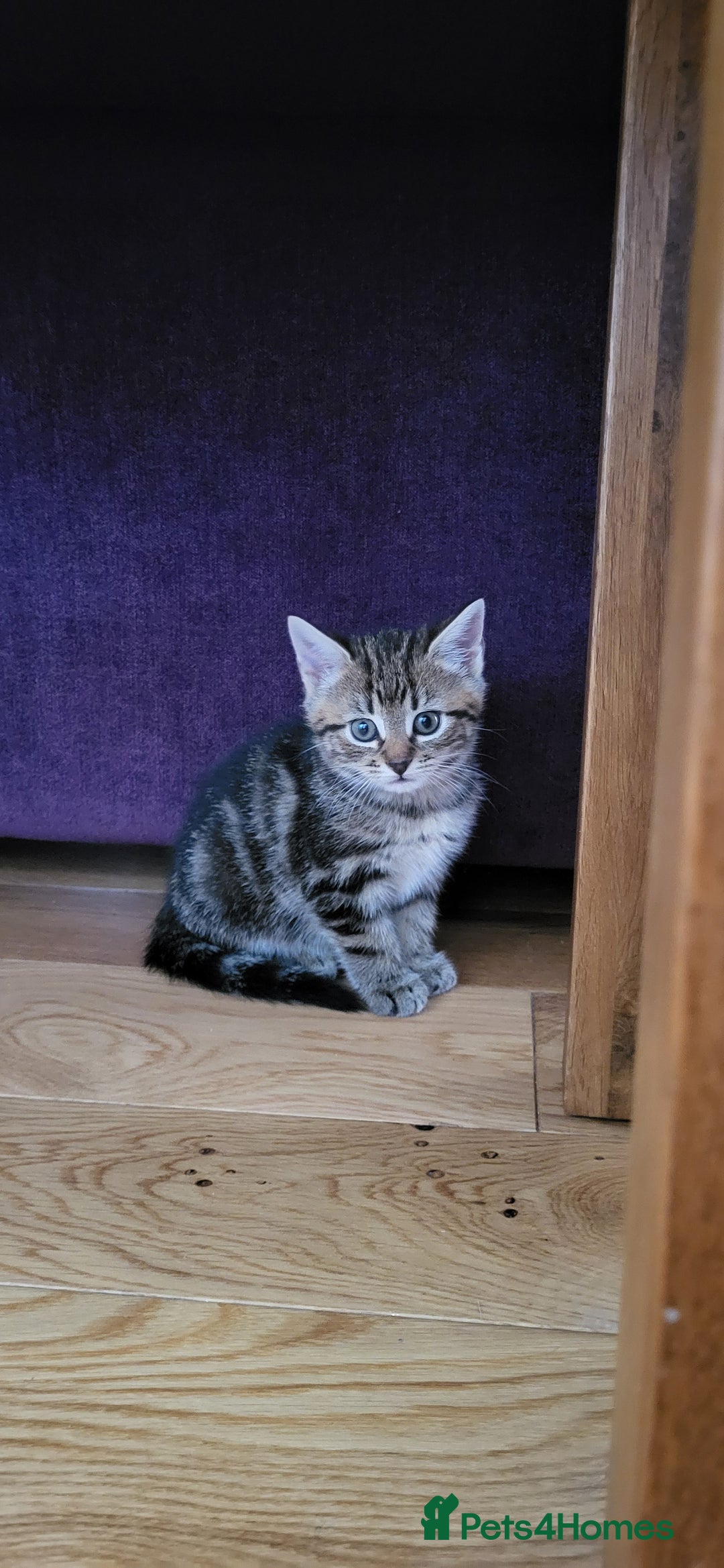 Mixed Breed cats for sale: Mixed breed, both female, ready to go now! - Image 3