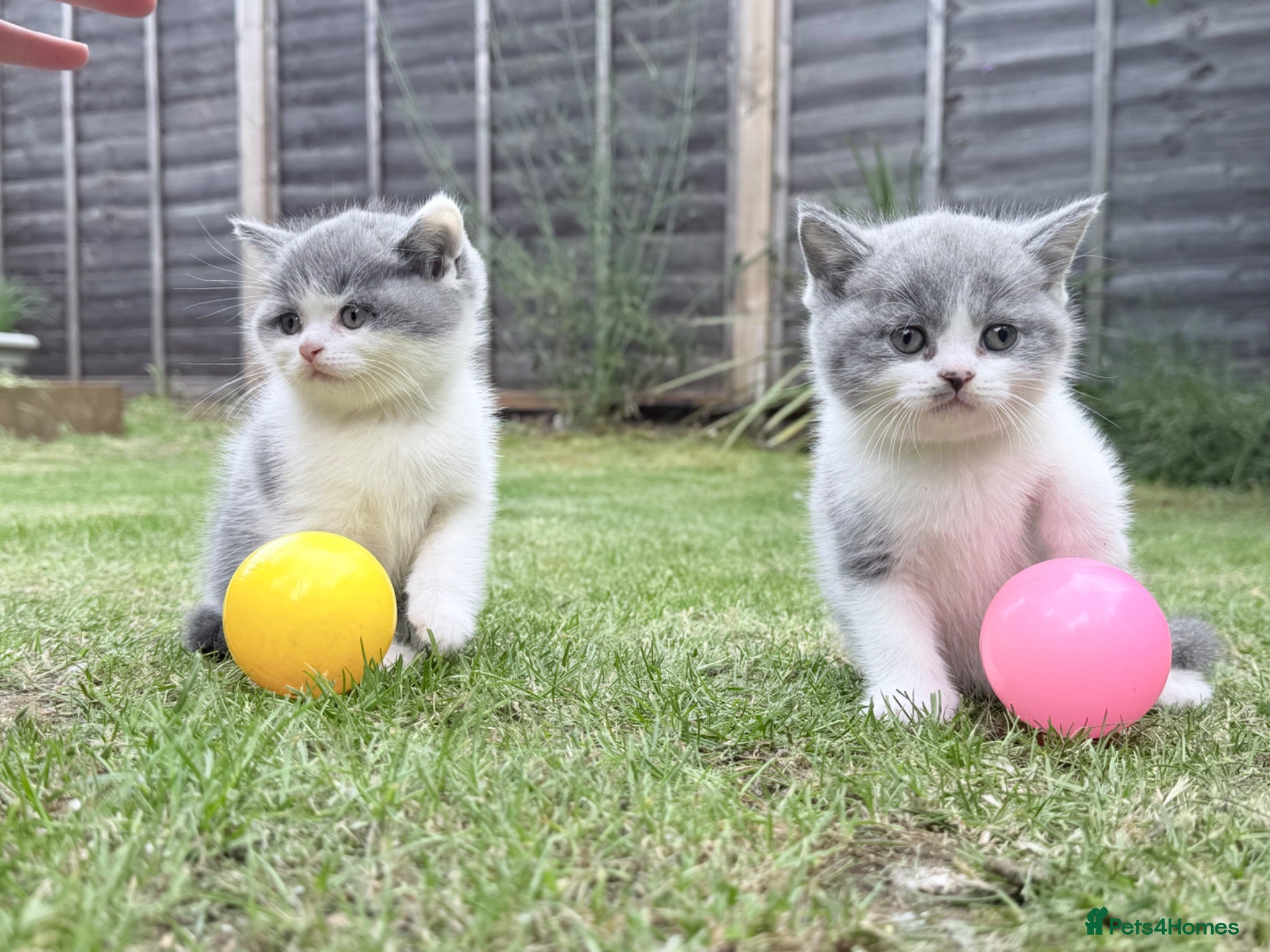 British Shorthair cats Beautiful Blue & White British Shorthair Kittens - Advert 7