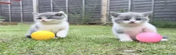 British Shorthair cats for sale: Beautiful Blue & White British Shorthair Kittens in Stowmarket - Advert 1