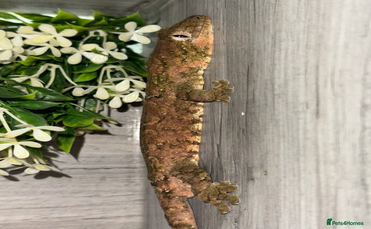 Gecko reptiles - Advert 15