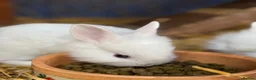 Lionhead rabbits for sale: 5x gorgeous white fluffy lionhead bunnies  - Advert 5