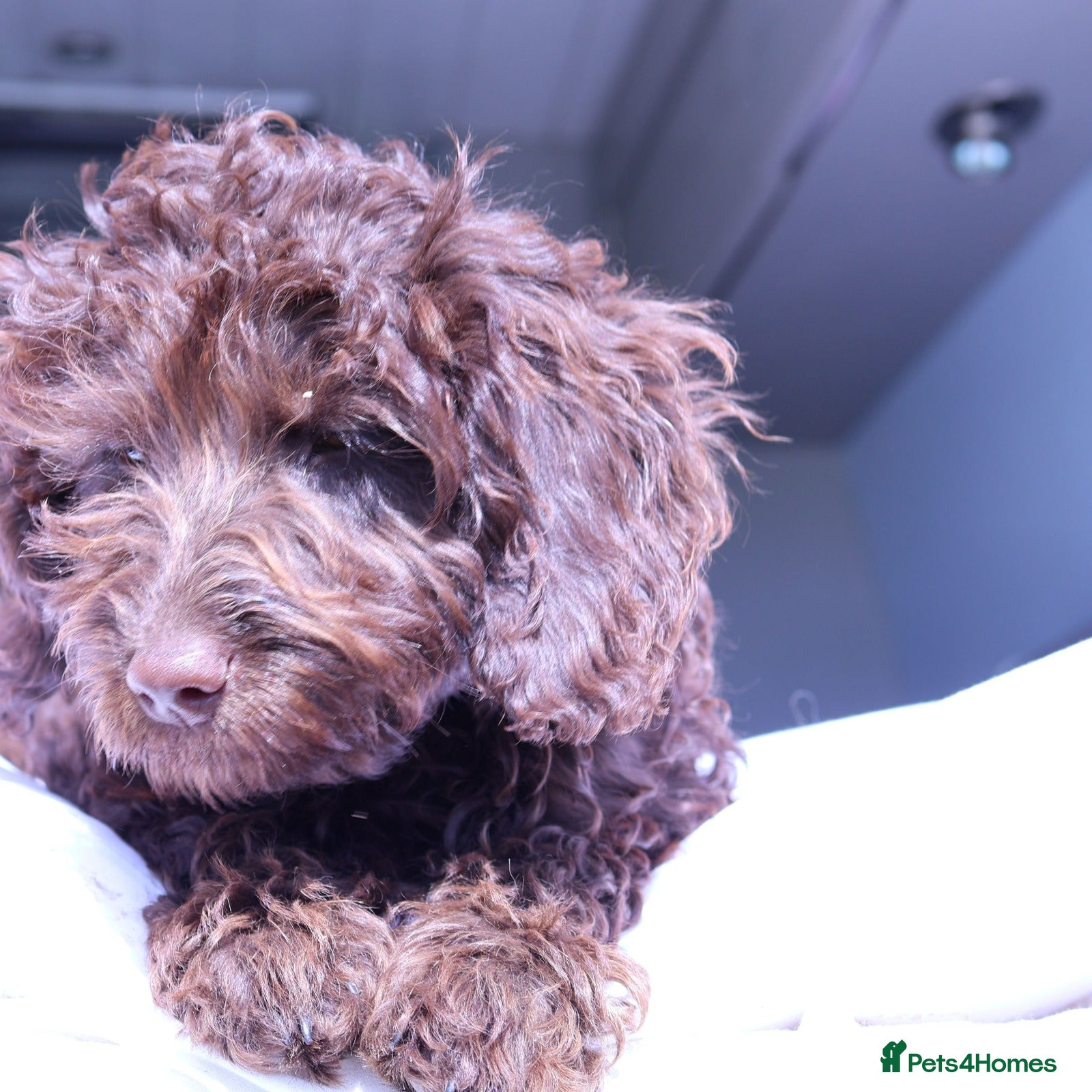 Australian Labradoodle dogs Fully vaccinated, toilet trained confident pups🌈  - Advert 1