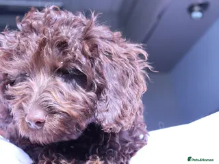 Australian Labradoodle dogs Fully vaccinated, toilet trained confident pups🌈 - Advert 15