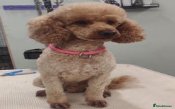 Toy Poodle dogs for sale: 🩷💜Stunning Toy Poodles For Sale 🩷💜 - Advert 9