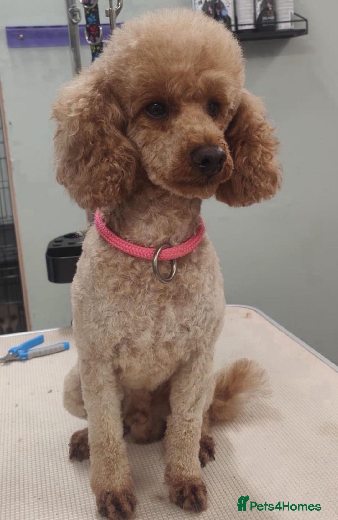 Toy Poodle dogs for sale: 🩷💜Stunning Toy Poodles For Sale 🩷💜 - Advert 9