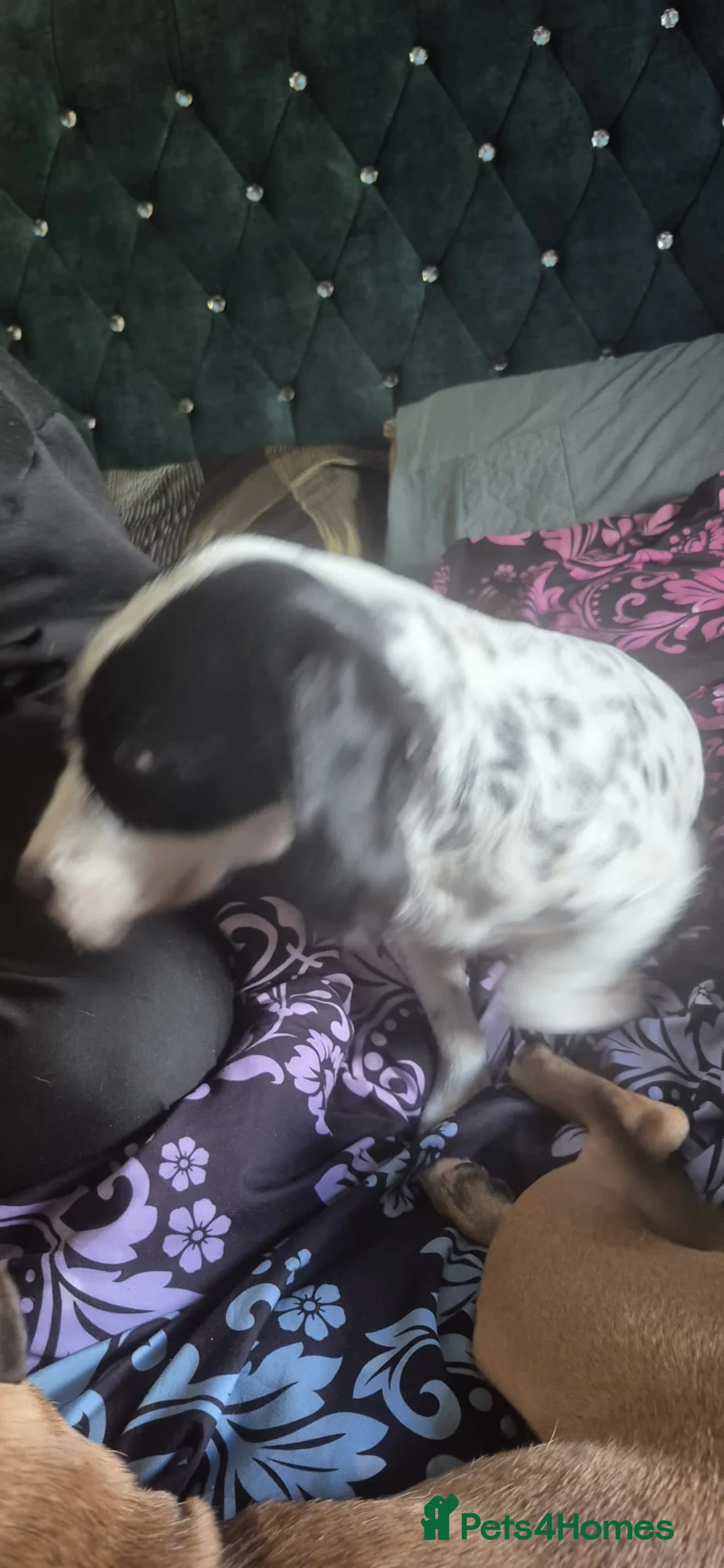 Mixed Breed dogs for sale: missi the mixed breed spaniel - Advert 2