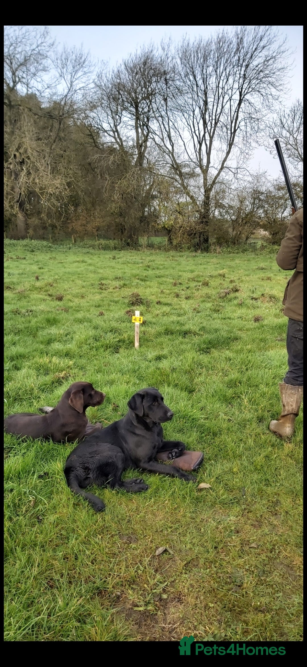 Labrador Retriever dogs for sale: Beautiful chocolate & black labrador puppies  - Image 2