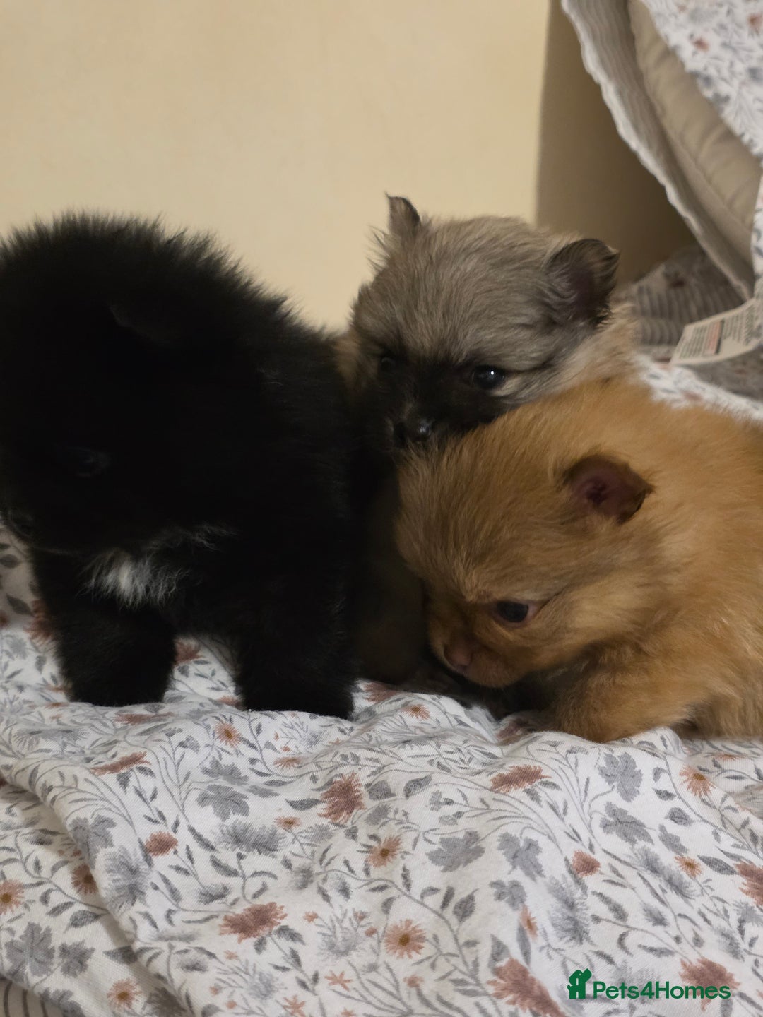 Pomeranian dogs for sale: Hello - Advert 3