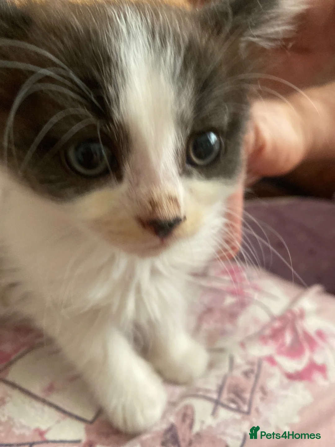 British Longhair cats for sale: Lovely kitten - Advert 2