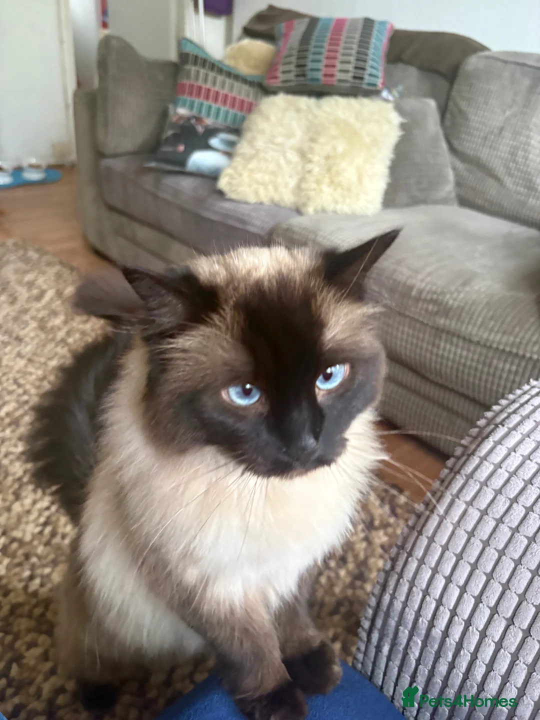 Ragdoll cats for sale: 4 year old female neutered ragdoll - Advert 2