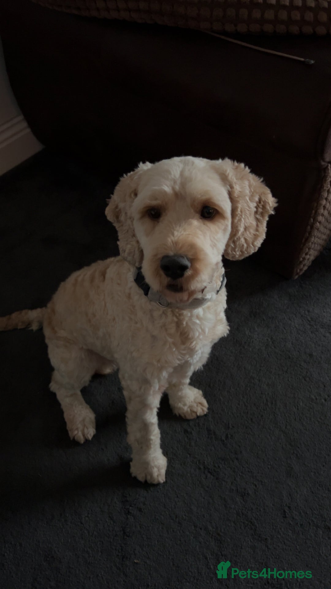 Cockapoo dogs for stud: Buddy the cockapoo ❤️ - Advert 4