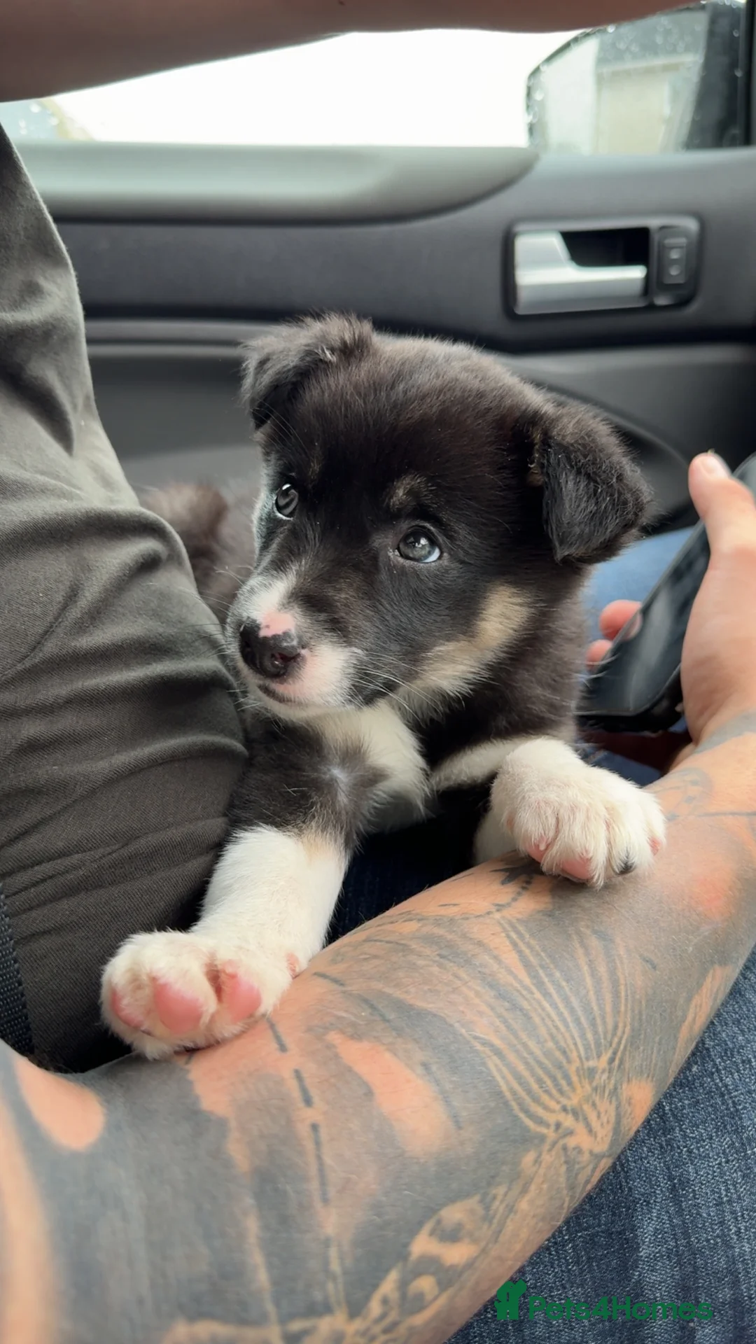 Border Collie dogs for sale: 10 week old tri female border collie  - Advert 1