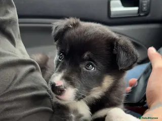 Border Collie dogs 10 week old tri female border collie - Advert 2