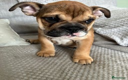 English Bulldog dogs for sale: English bulldog girl puppy British bulldog  - Image 2