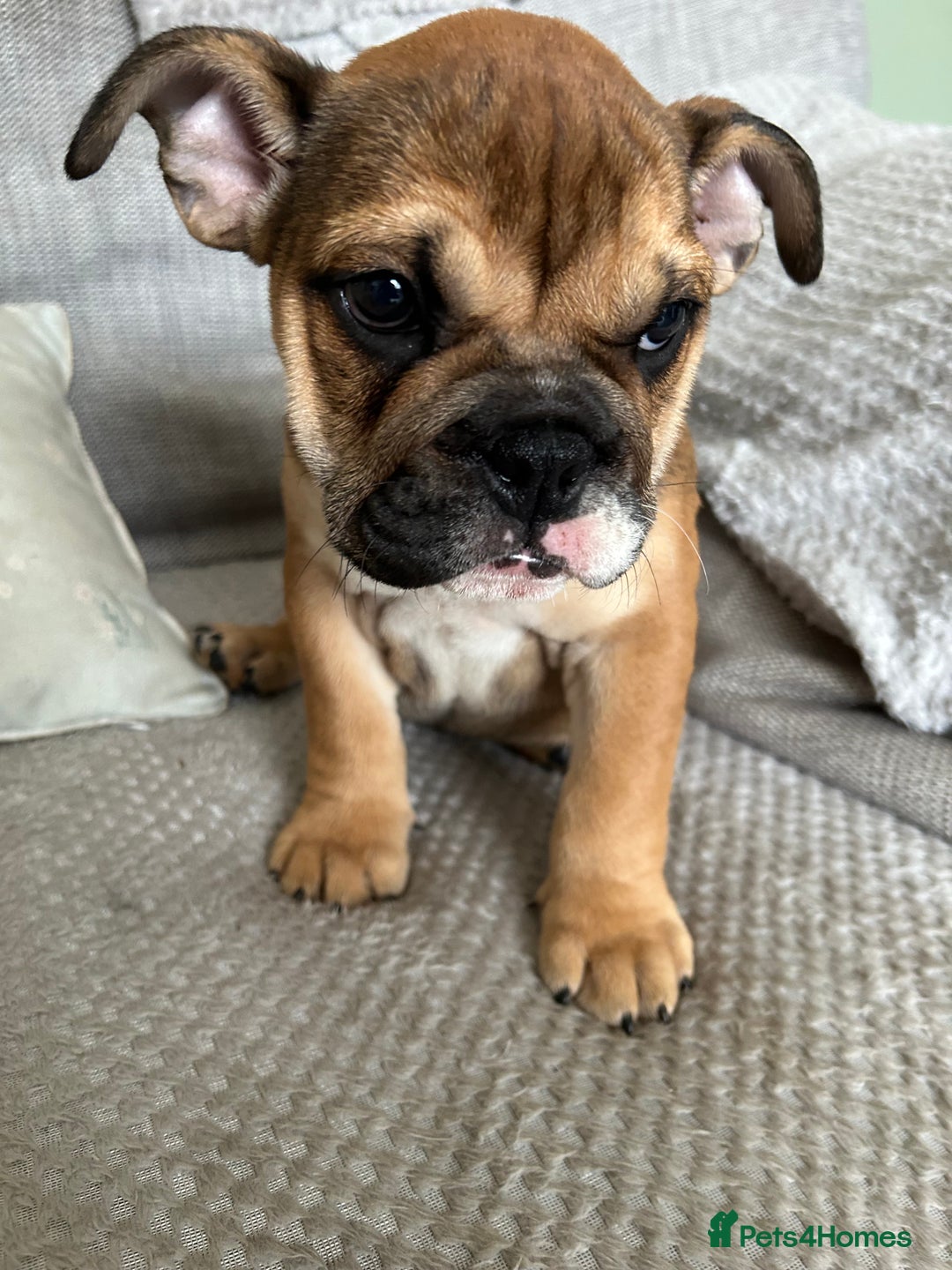 English Bulldog dogs for sale: English bulldog girl puppy British bulldog  - Image 2