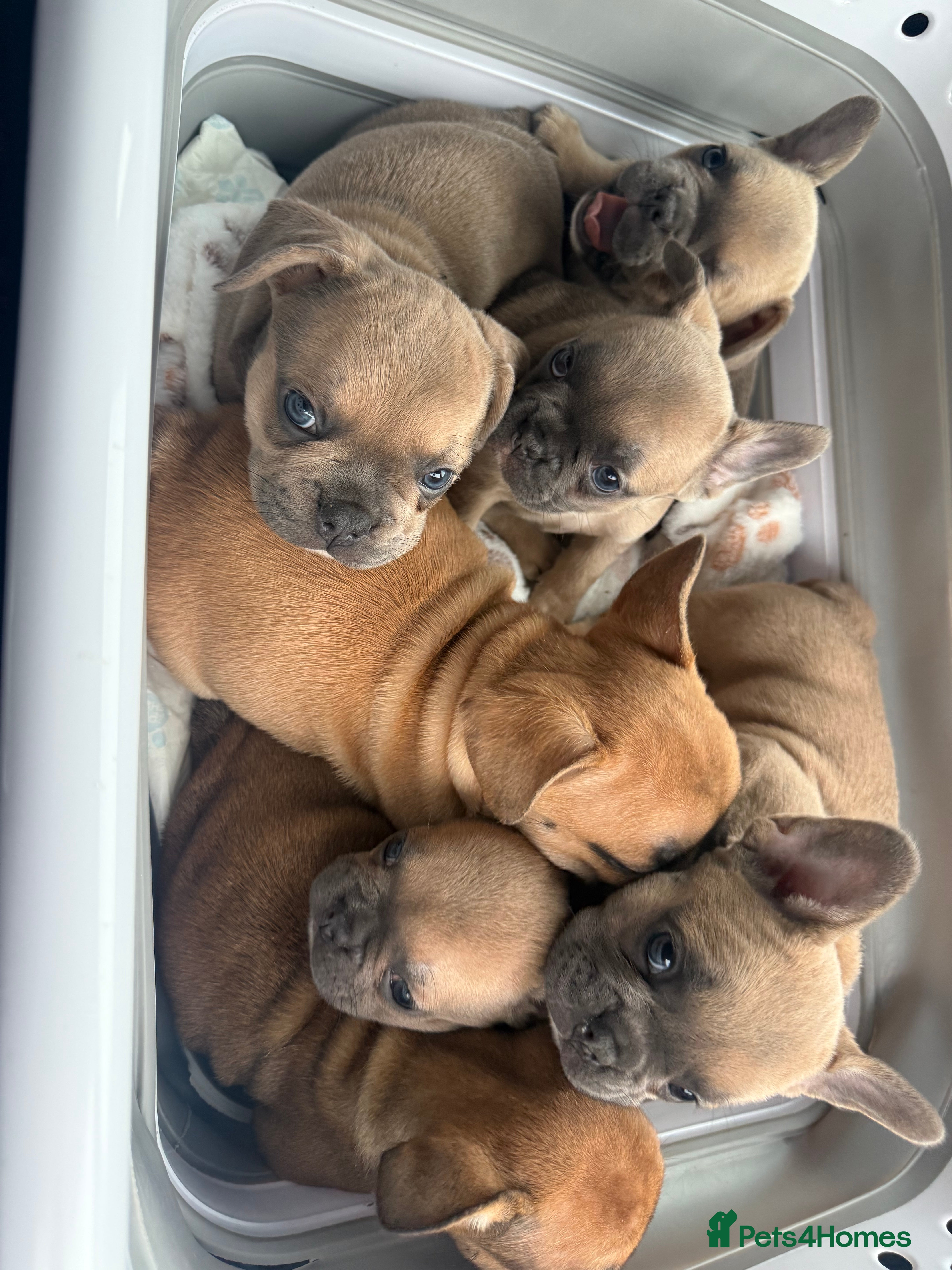 French Bulldog dogs KC REGISTERED French Bulldog (REDUCED) - Advert 5