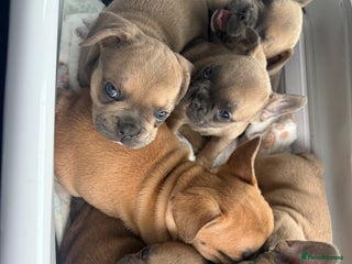 French Bulldog dogs KC REGISTERED French Bulldog (REDUCED) - Advert 5