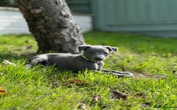 Whippet dogs for sale: READY NOW! STUNNING WHIPPET PUPPYS - Image 14