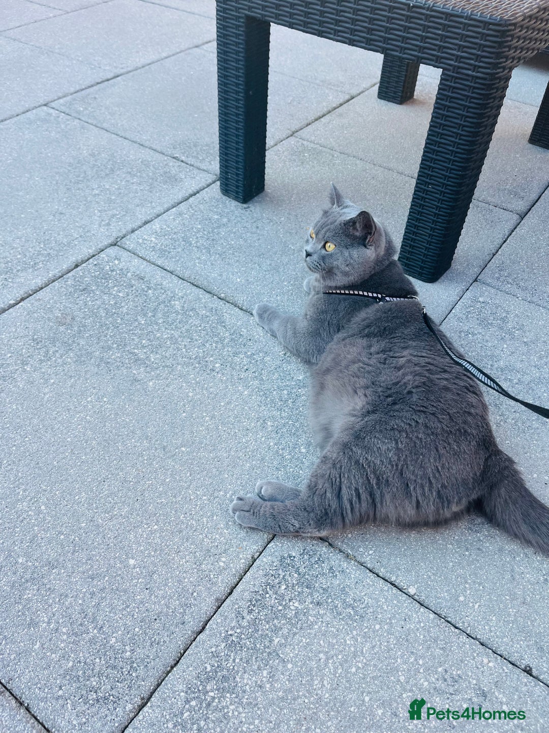 British Shorthair cats for sale: British Shorthair Boy - Advert 11