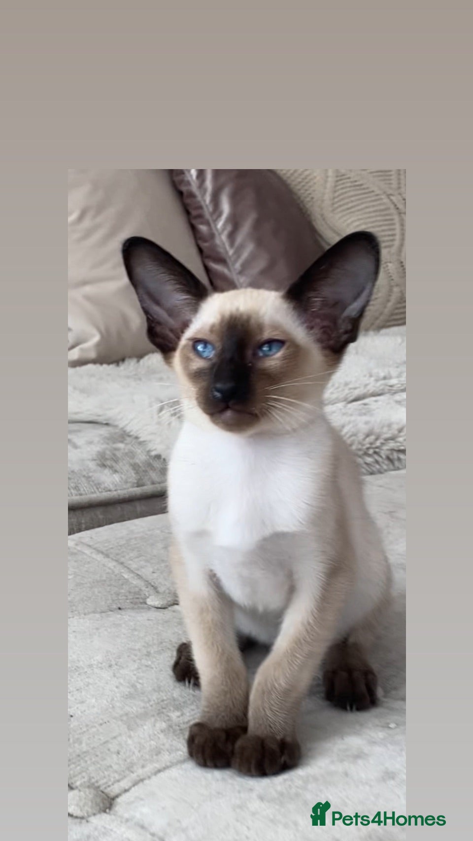 Siamese cats Chocolate point oriental  - Advert 11