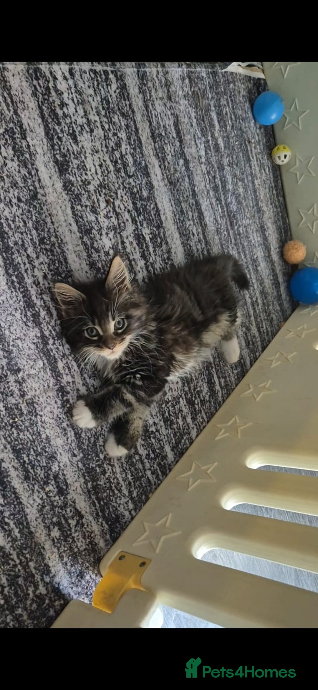 Maine Coon cats for sale: Last girl Tica Beautiful Maine Coon kittens  - Image 34