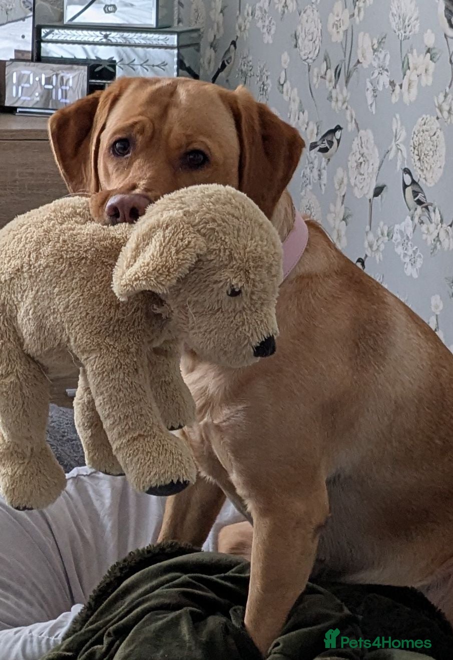Labrador Retriever dogs Stunning Labrador retrievers - Advert 9