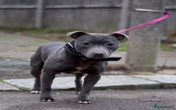 Staffordshire Bull Terrier dogs for sale: Our beloved Ivy - Image 2