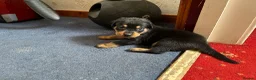 Mixed Breed dogs for sale: Rottweiler Doberman mix in Berwick-upon-Tweed - Advert 10