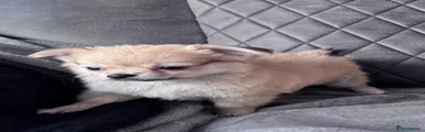 Chihuahua Puppy 5
