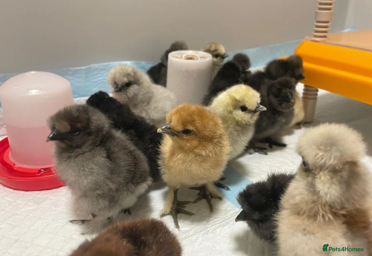Chickens poultry 6 x Fresh Bantam Silkie Hatching Eggs  - Advert 2