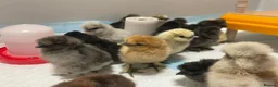 Chickens poultry for sale: 6 x Fresh Bantam Silkie Hatching Eggs  - Advert 2